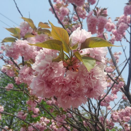 [수원예조경]겹벚나무 접목1년