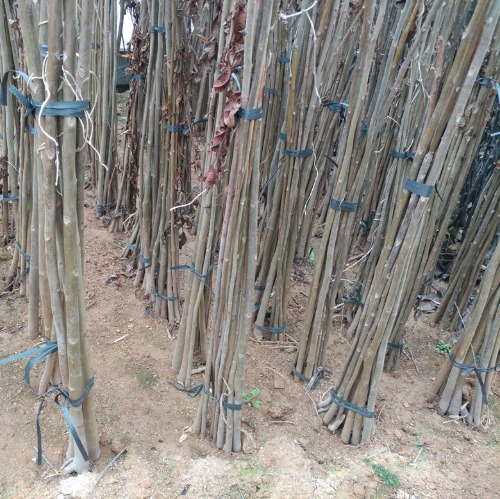 [수원예조경]참죽나무 실생1년(뿌리묘)      농촌의 새로운 소득작물의 하나로 햇순나물이 각광을 받고 있다