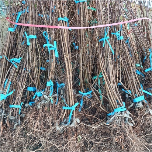 [수원예조경]살구나무-하코트  접목1년생