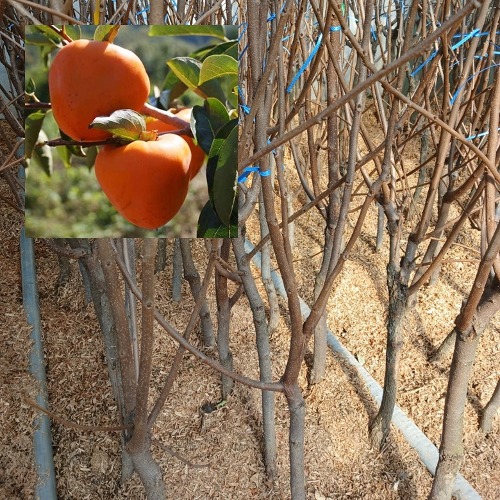 [수원예조경]감나무 야오끼감나무 결실주 R4cm 분달이