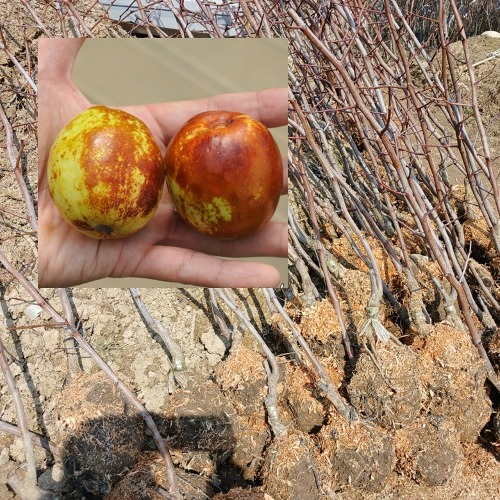 [수원예조경]대추나무 왕대추나무(다왕자오) 접목2년생 분달이 분뜨기