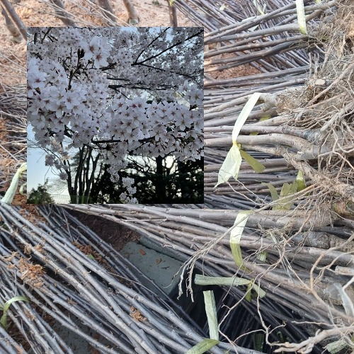 [수원예조경]왕벚나무 묘목 접목1년생 상묘