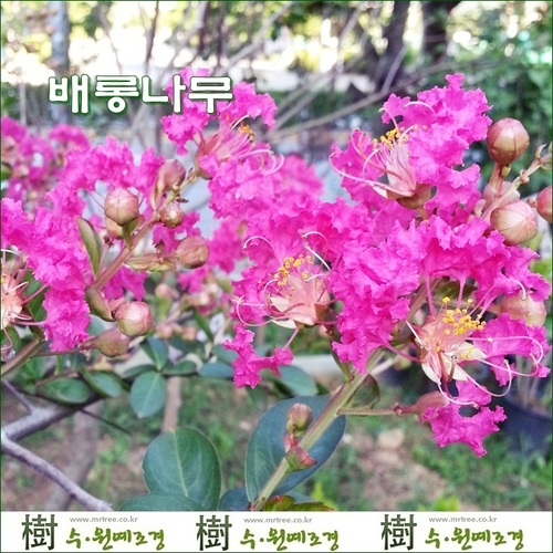 [수원예조경]배롱나무(백일홍) 포트묘