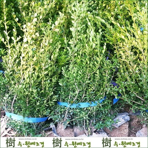 [수원예조경]회양목  정원이나 돌틈 메우기용/조경공사