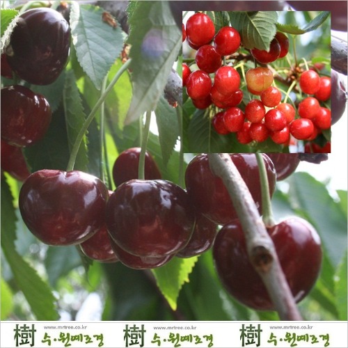 [수원예조경]체리나무 라핀 R3cm 결실주(분)