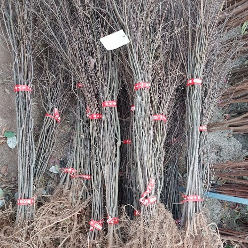 [수원예조경]참느릅나무 묘목(뿌리묘)     정원수/옥상조경소재