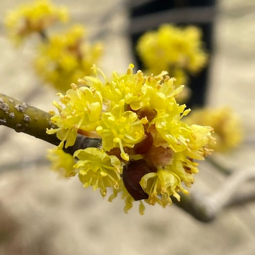 [수원예조경]산수유나무 묘목 2년생    노란색의꽃/이른봄의 꽃나무
