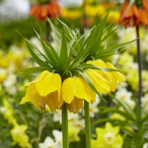 프리틸라리아구근-루테아 1구  왕패모 왕관꽃