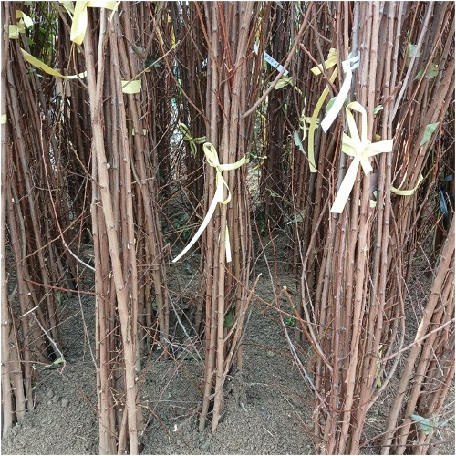 자두나무-왕자두 접목1년생 뿌리묘