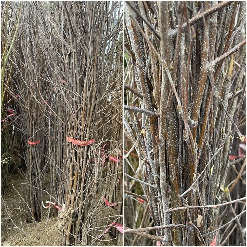 [수원예조경]자작나무  실생2년  1묶음 10주