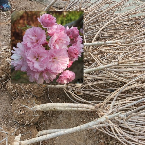 겹벚나무 개화주  분달이 R3cm