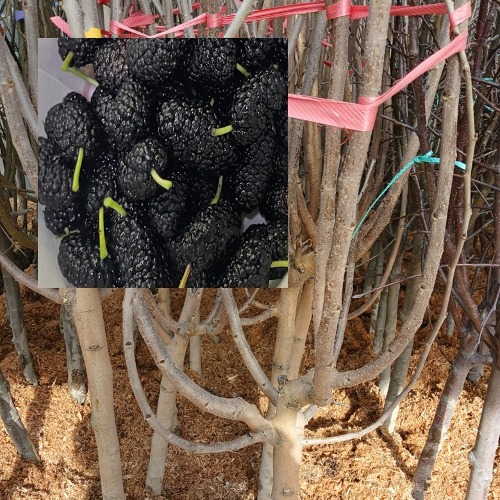 [수원예조경]오디나무 슈퍼오디나무 결실주 R3cm  분달이