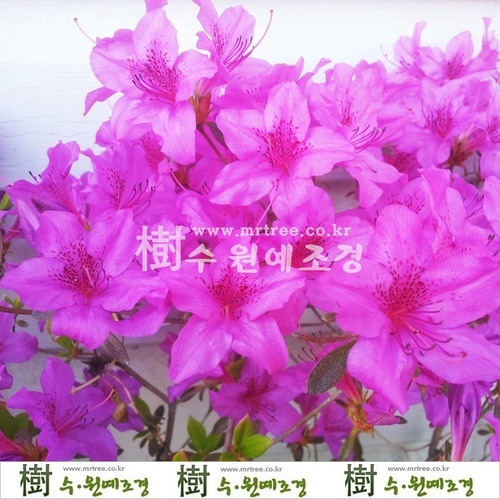[수원예조경]자산홍 키30cm(소량택배가능)