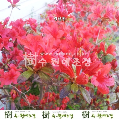 [수원예조경]영산홍 키30cm(소량택배가능)      철쭉의 대표적인 품종