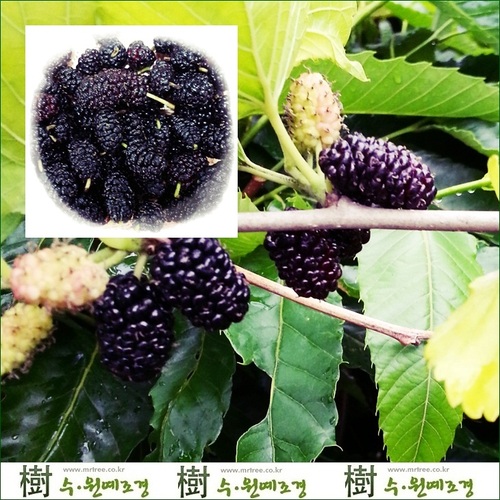 [수원예조경]슈퍼오디(울트라 뽕나무)접목1년     열매가 가지가 휠 정도로 많이 열리며 매우 속성수임/당도가 높아 생식해도 좋음