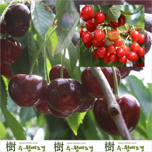 [수원예조경]체리나무  라핀/서미트   접목1년생(뿌리묘)