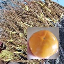 [수원예조경]단감나무 태추단감나무 접목1년생(뿌리묘)